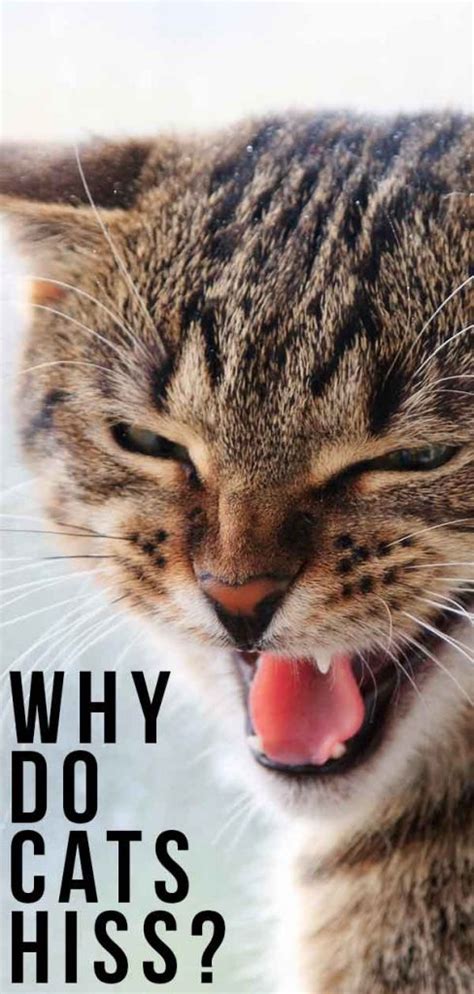 Why Do Cats Hiss A Complete Guide To Cat Hissing