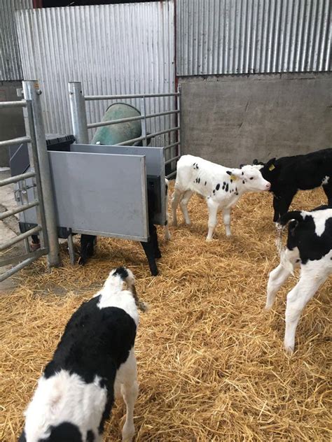 Automatic Calf Feeder Cookstown Dairy Services