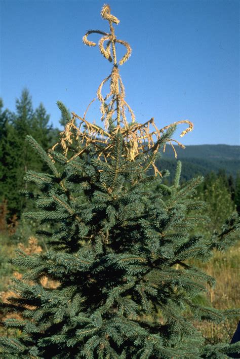 Blue Spruce White Pine Weevil Tree Spraying