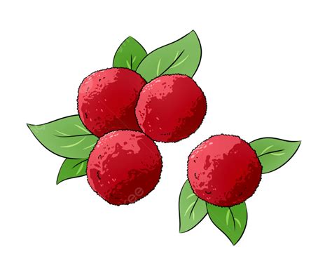 كرتون صور فاكهة الآس الشمعي الأحمر Myrica الحمراء صور Waxberry فاكهة