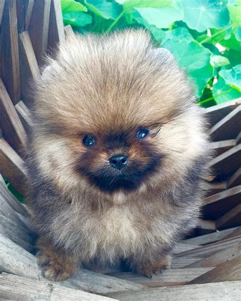 Pin By Winston On Spitz Tedesco Baby Puppies Puppies Pomeranian
