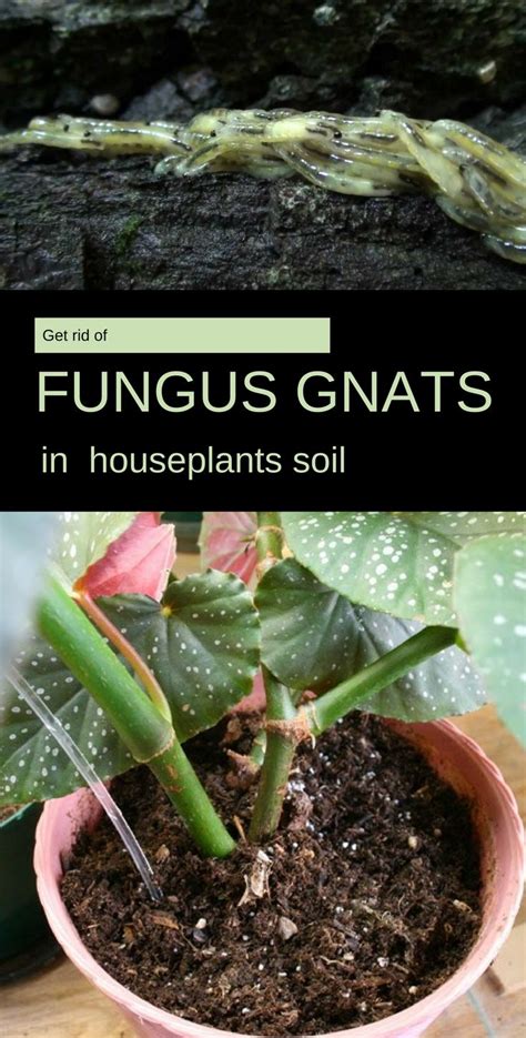 Get Rid Of Fungus Gnats In Houseplants Soil