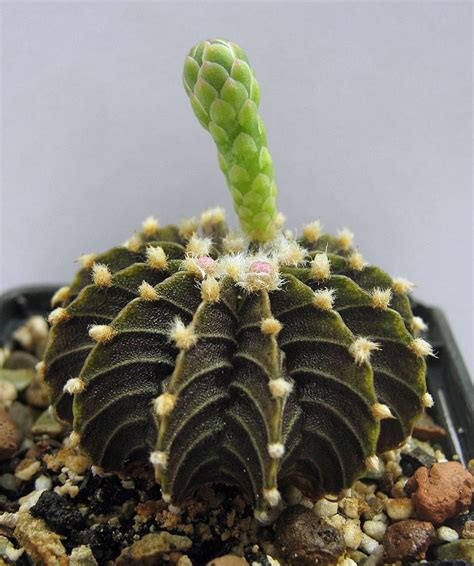 Gymnocalycium mihanovichii moon cactus is a great cacti for beginners. 585 best images about Cactus on Pinterest | Gardens ...