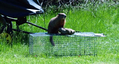 How To Trap A Groundhog Video How To Trap A Groundhog 12 Steps With
