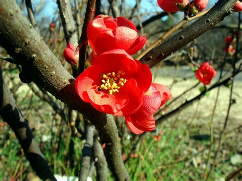 Chaenomeles Speciosa Sweet Nakai