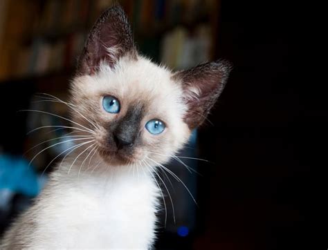 Feline 411 All About Siamese Cats