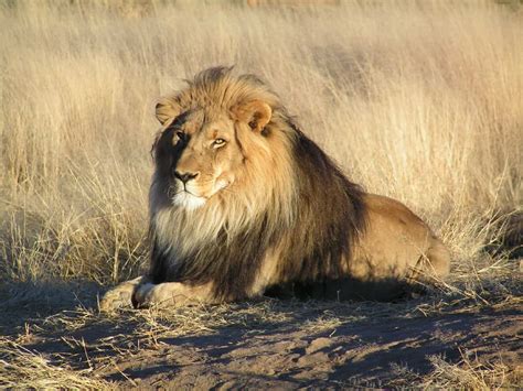 24 Interesting Facts About Lions That Will Amaze You 9983