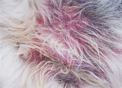 Skin Infections In Dogs With 10 Pictures Itching Redness And How