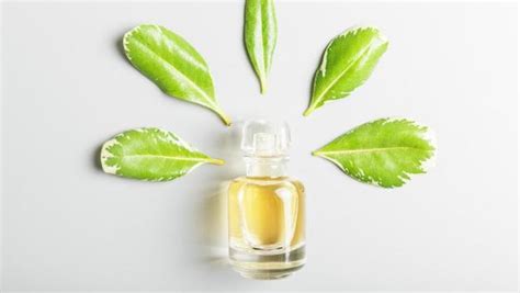 rekomendasi parfum green tea segar sepanjang hari