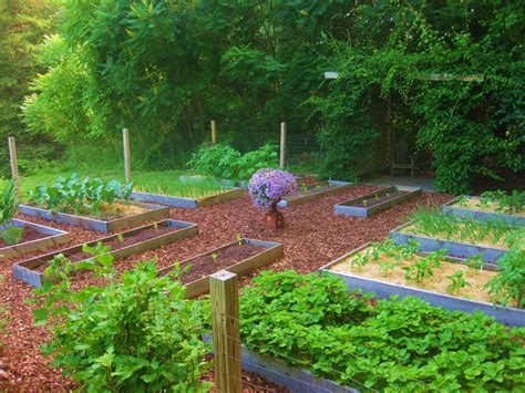 Vegetable crops for small backyard idea 8. How's Your Veggie Patch Coming Along? - Kevin Lee Jacobs