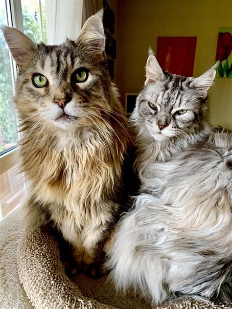 Maine Coon Cat Pictures And Information Cat