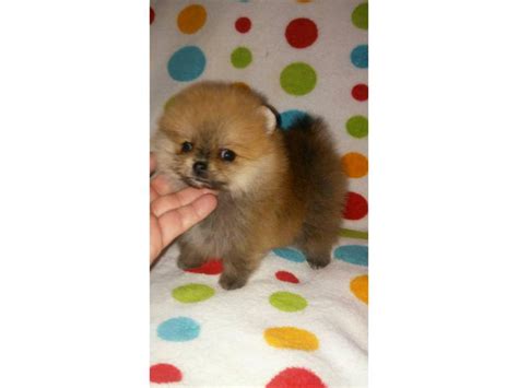 3 Pomeranian Puppies For Sale Miami Puppies For Sale Near Me