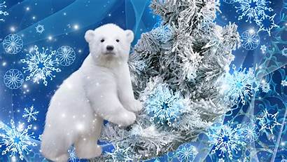 Bear Polar Wallpapers Navidad Pantalla Bears Screensavers