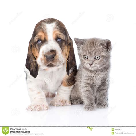 Basset Hound Puppy With Kitten Sitting Together Isolated Stock Photo