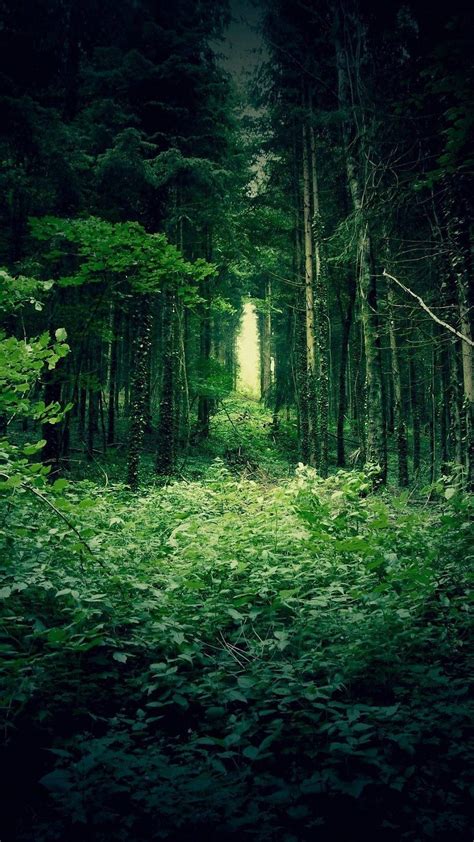 Download Sprawling Lush Green Forest Iphone Wallpaper