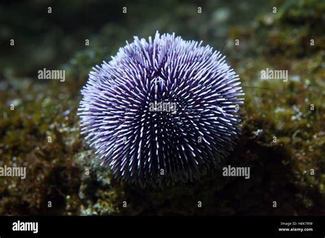 European Edible Sea Urchin Echinus Esculentus Also Known As The