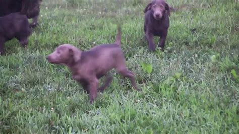 We have one boy and four girls left who are super playful, cuddly, and love children! Chocolate & Silver Lab Puppies For Sale Jesse Lapp - YouTube