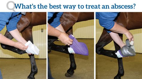 Poultices The Best Way To Treat Hoof Abscesses In Horses