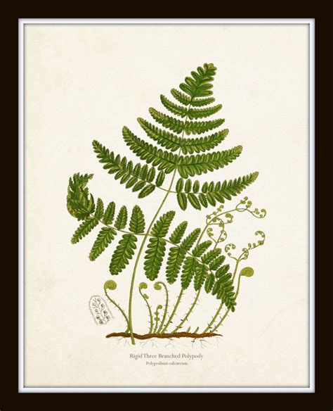 Vintage Fern Print Set No 33 Giclee Art Collage Botanical Etsy