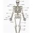 Skeletal System  Biology Quiz Quizizz