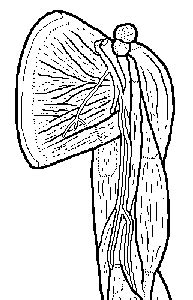 The arm muscles are located between the shoulder and elbow joint. Anterior shoulder and upper arm | Arms, Shoulder muscles, Sketches