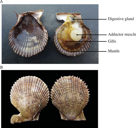 Photo Showing The Anatomy Of The Scallop Mimachlamys Varia With A