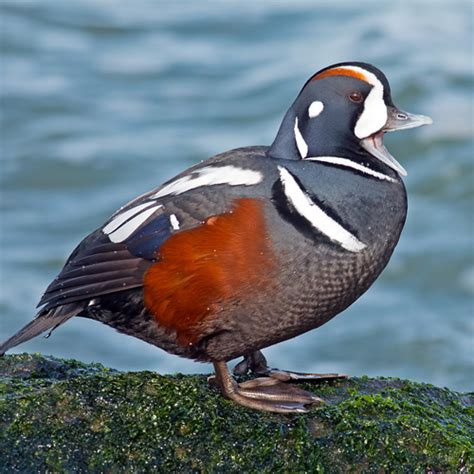 Migratory Bird Rescue Alaska Wildlife Rescue