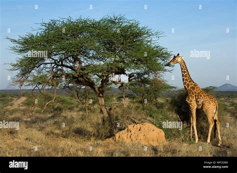Giraffe Eating Acacia Tree