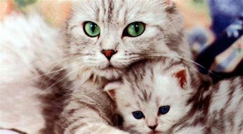 Rüyada Kedi Yavrusunu Kucağına Almak - ruyandagor.com