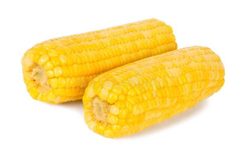 Sweet Corn Stock Photo Image Of Organic Horizontal 69109280