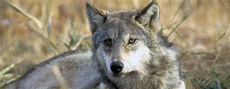 Colorado Releases First Draft Of Plan To Reintroduce Gray Wolf