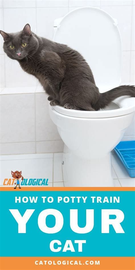 Find Out Tips On How To Potty Train Your Cat Should You Even Potty