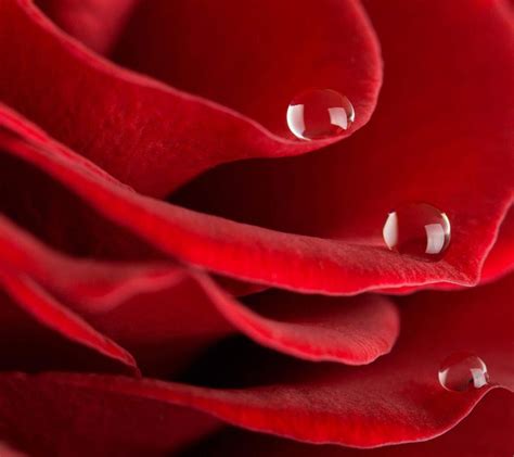 Three Water Drops On A Beautiful Rose With Velvet Petals