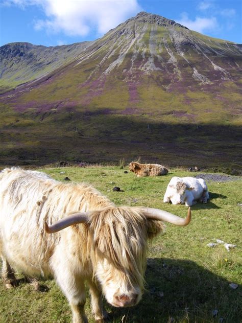 Highland Cows Glamaig Isle Of Skye Scotland Scotland Highlands