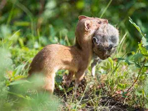 What Do Arctic Weasels Eat