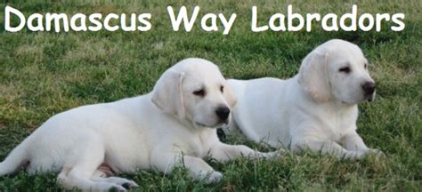 The best akc white, yellow, cream, and black lab puppies for sale in southern ca! white labs for sale - Damascus Way Labradors | White lab ...
