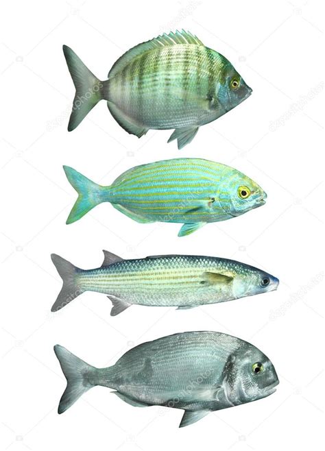 Mediterranean Fish — Stock Photo © Vladvitek 12711165