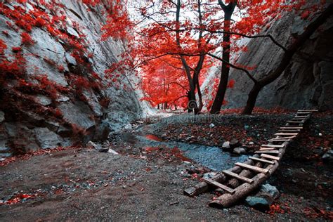 Creek Footbridge Path Bridge Red Leaves Autumn Ravine Rocks Stock Image