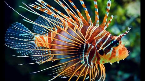 Top 10 Most Beautiful And Colourful Fish Youtube