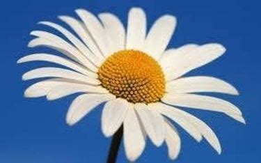Trova tantissime idee per fiori tipo margherite colorate. fiori per balconi - Fiorista