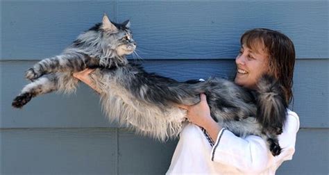 Funny Biggest Maine Coon Cats Funny Animals