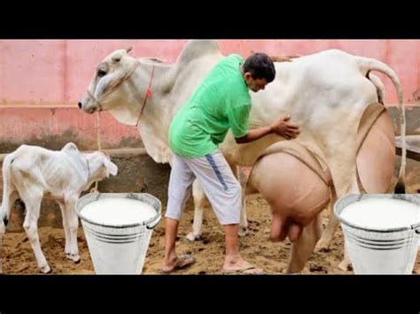 Highly Milking Biggest Udder Haryana Cow Breed Litters Milk Record Haryana Cow Farming In
