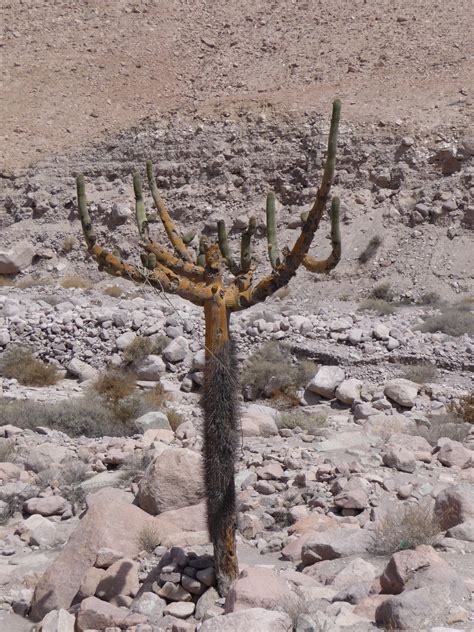 C'est le cactus idéal pour les enfants car il ne porte quasiment pas d'épines. En montant vers le Parinacota | Traces et Cheminements