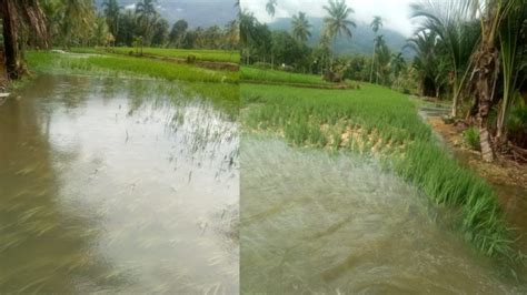 Air Cendam Meluap Puluhan Hektare Sawah Di Karang Anyar Terendam