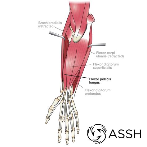 Body Anatomy Upper Extremity Muscles The Hand Society