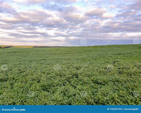Nebraska Soybean Fields Stock Photo Image Of Agriculture 156355194