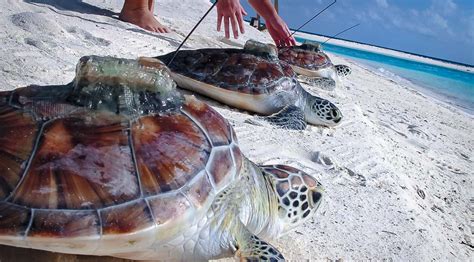 Maldivian Sea Turtle Conservation Programme