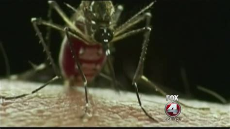 Possible Local Zika Case In Fl Youtube