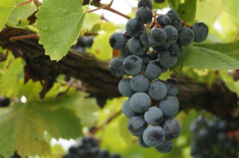 How Wine Is Made From Grapes To Glass Wine Folly
