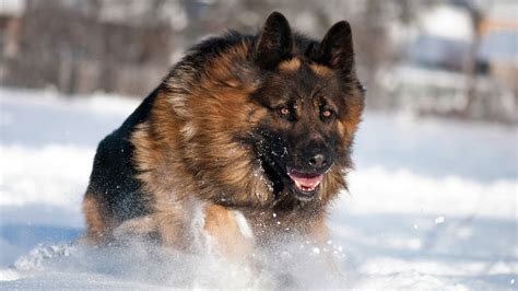 German Shepherd Running In Snow Dog Animal Desktop Wallpaper Preview